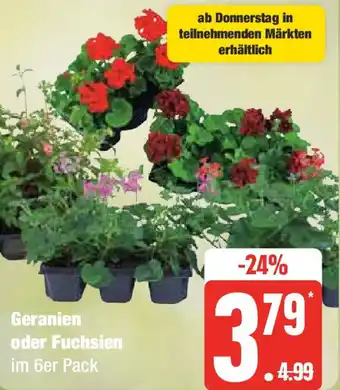 Edeka Geranien oder Fuchsien Angebot