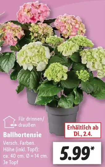 Lidl Ballhortensie Angebot