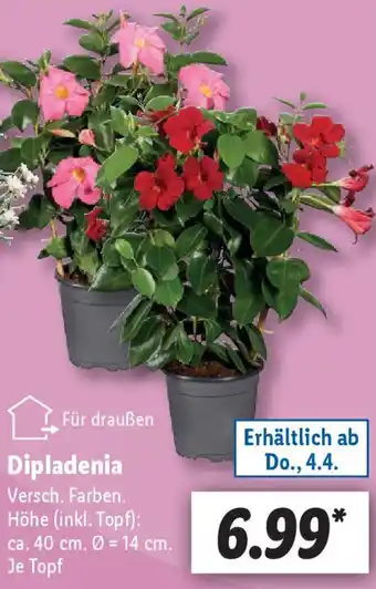 Lidl Dipladenia Angebot