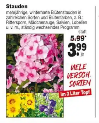 Repo Markt Stauden Angebot