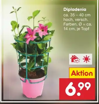 Netto Marken-Discount Dipladenia ca. 35-40 cm hoch, versch. Farben, Ø = ca. 14 cm, je Topf Angebot