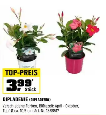 OBI DIPLADENIE (DIPLADENIA) Angebot