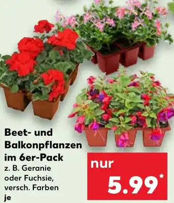 Kaufland Beet und Balkonpflanzen im 6er Pack Angebot