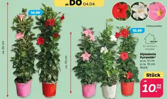 NETTO Dipladenia Pyramide Angebot