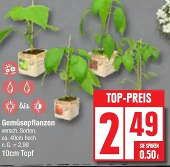 Edeka Gemüsepflanzen 10cm Topf Angebot