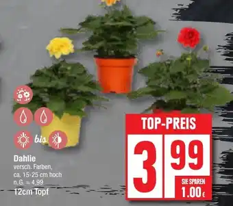 Edeka Dahlie 12 cm Topf Angebot