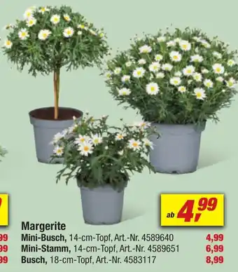 toom Baumarkt Margerite Mini-Busch, 14-cm-Topf Angebot