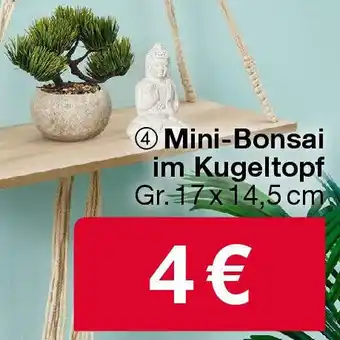 Woolworth Mini-Bonsai im Kugeltopf Angebot