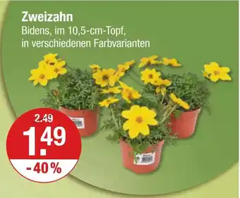 V Markt Zweizahn Bidens, im 10,5-cm-Topf Angebot