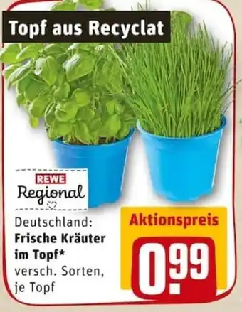 REWE PETZ Frische Kräuter im Topf Angebot