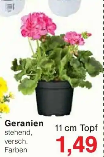 Jawoll Geranien Angebot