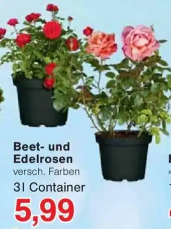 Jawoll Beet- und Edelrosen 3 l Container Angebot