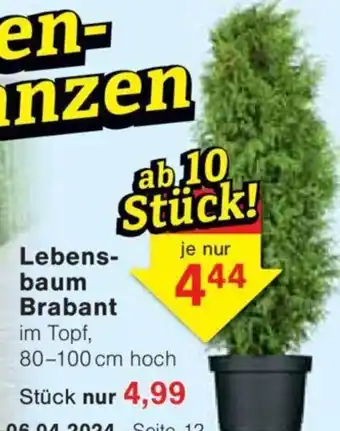 Jawoll Lebens- baum Brabant Angebot