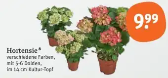 tegut Hortensie Angebot