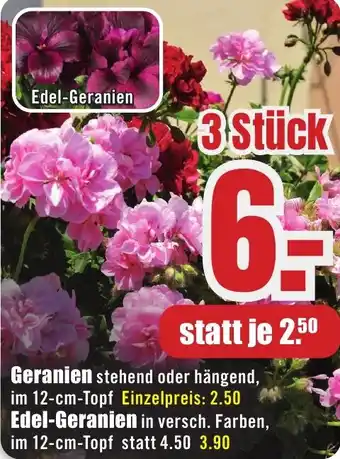 B1 Discount Baumarkt Geranien oder Edel-Geranien Angebot