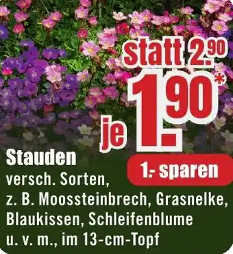 B1 Discount Baumarkt Stauden Angebot