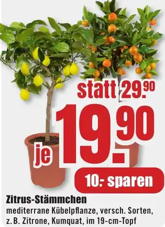 B1 Discount Baumarkt Zitrus-Stämmchen Angebot