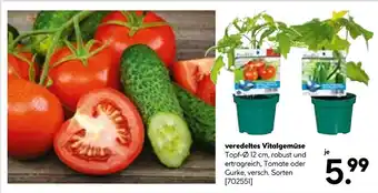 BayWa Bau & Garten veredeltes Vitalgemüse Angebot
