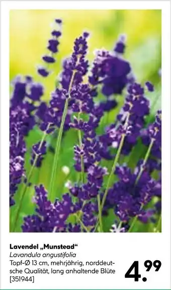 BayWa Lavendel,,Munstead" Angebot