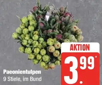 Edeka Paeonientulpen Angebot