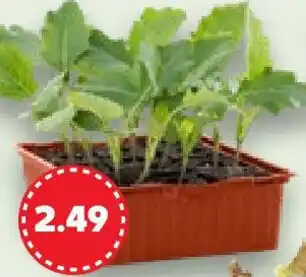 Kaufland Gemüsepflanzen Angebot