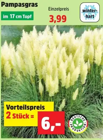 Thomas Philipps Pampasgras Angebot