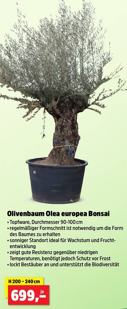 Olivenbaum Olea europea Bonsai Angebot bei Thomas Philipps