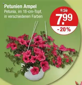 V Markt Petunien Ampel Petunia, im 18-cm-Topf Angebot