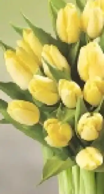 Netto Marken-Discount Großbund Tulpen XXL Angebot