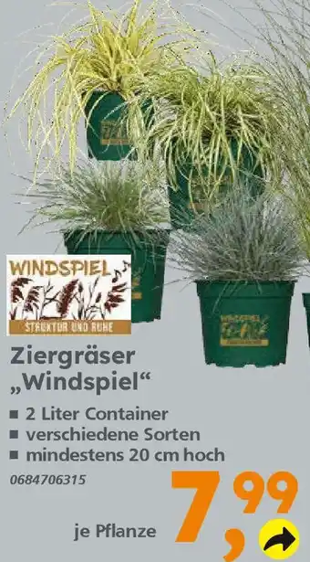 Globus Baumarkt Ziergräser „Windspiel" Angebot