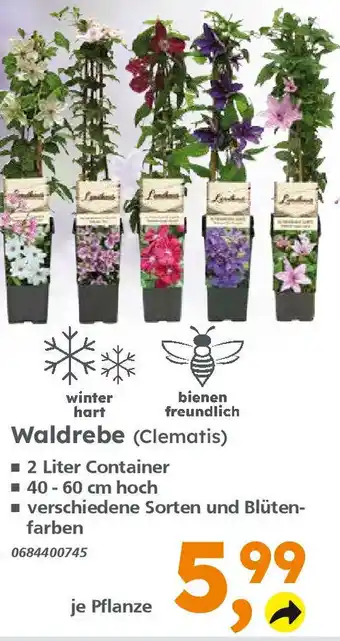 Globus Baumarkt Waldrebe (Clematis) Angebot