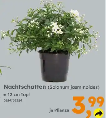 Globus Baumarkt Nachtschatten Angebot