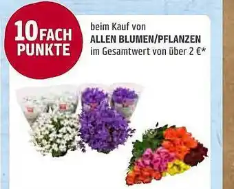 REWE Allen Blumen Oder Pflanzen Angebot