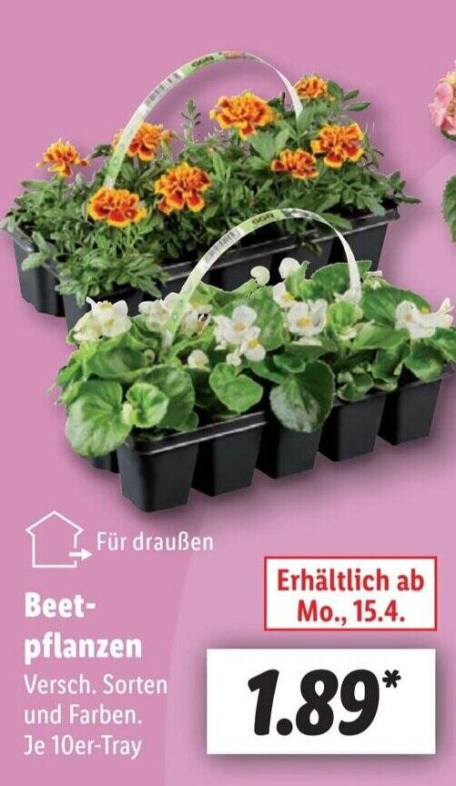 Beet- pflanzen 10er Tray Angebot bei Lidl