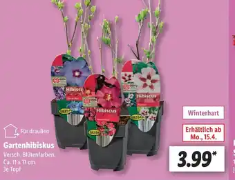 Lidl Gartenhibiskus Angebot