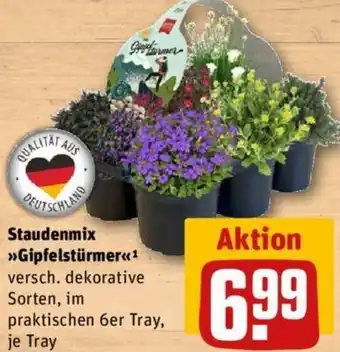 REWE Kaufpark Staudenmix Gipfelstürmer Angebot