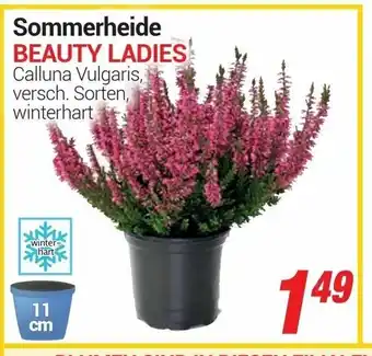 CENTERSHOP Sommerheide Beauty Ladies Angebot