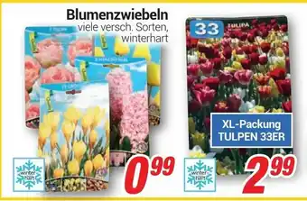 CENTERSHOP Blumenzwiebeln Angebot