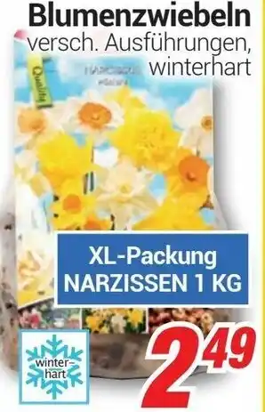CENTERSHOP Blumenzwiebeln Angebot