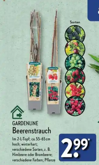 Aldi Nord GARDENLINE Beerenstrauch Angebot