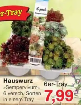 Jawoll Hauswurz 6er-Tray Angebot