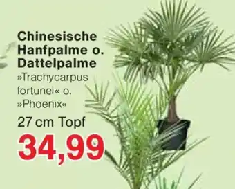 Jawoll Chinesische Hanfpalme o. Dattelpalme Angebot