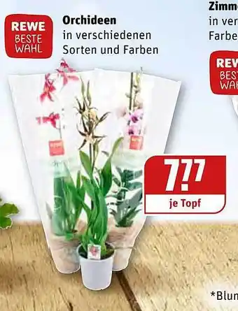 REWE Orchideen Angebot