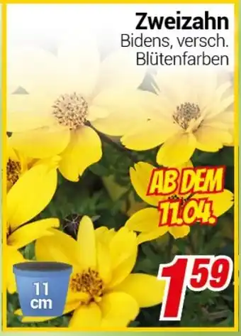 CENTERSHOP Zweizahn Angebot