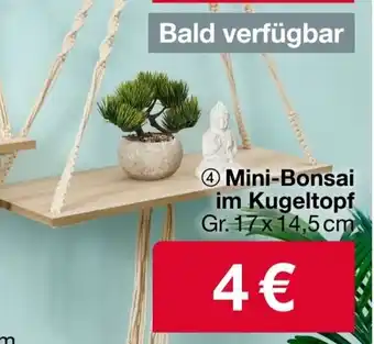 Woolworth Mini-Bonsai im Kugeltopf Gr. 17x 14,5 cm Angebot