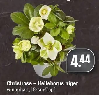 Edeka Neukauf Christrose Helleborus niger Angebot