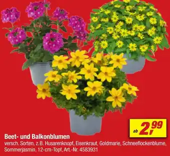 toom Baumarkt Beet und Balkonblumen Angebot