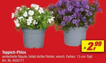 toom Baumarkt Teppich-Phlox Angebot