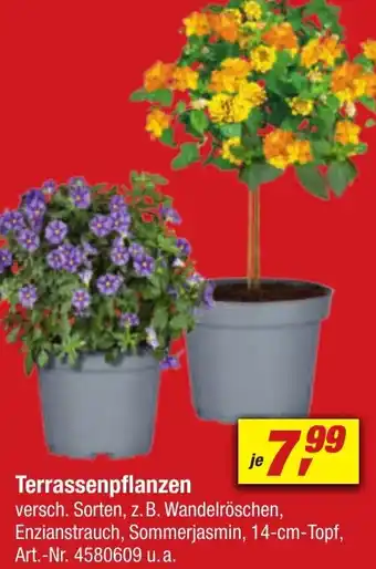 toom Baumarkt Terrassenpflanzen Angebot