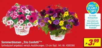 toom Baumarkt Sommerblumen ,,Trio Confetti" Angebot